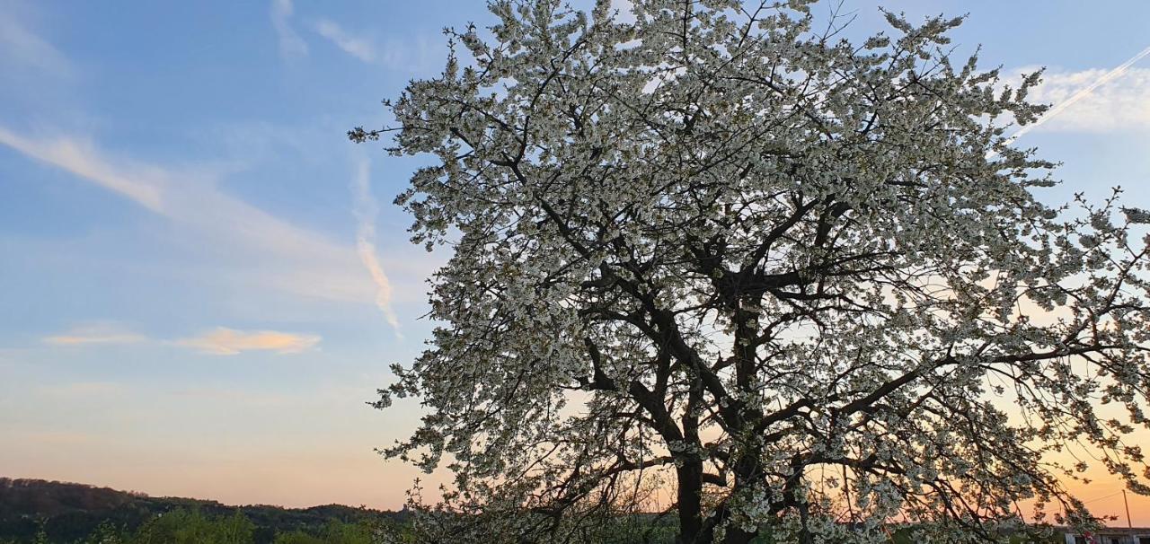 Skalny Widok Villa Hucisko  Buitenkant foto
